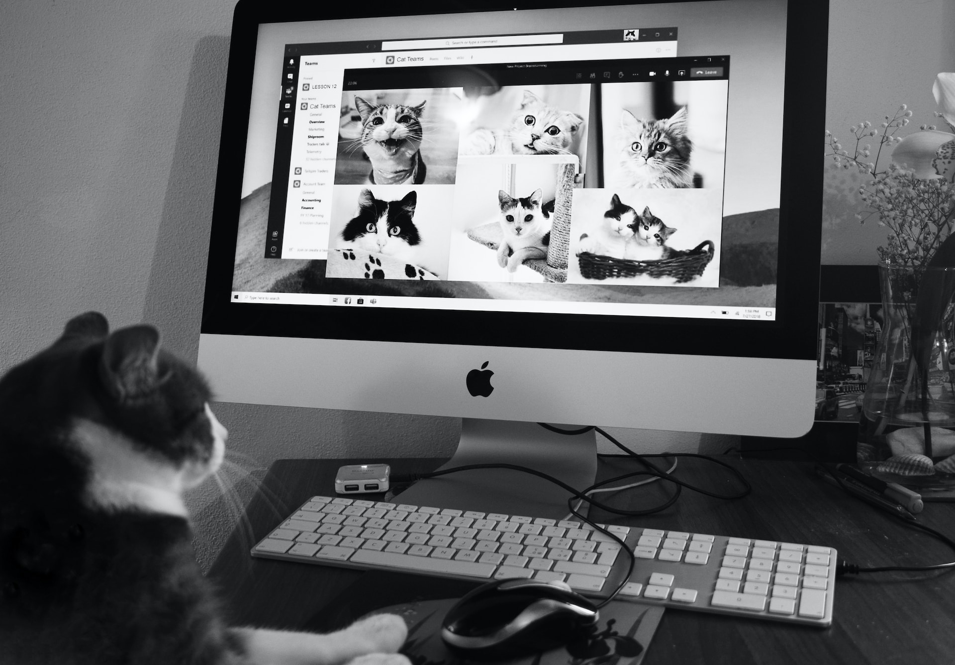 formazione di tutti coloro che utilizzano i pc anche da casa (gatti compresi come in questo caso) formazione di tutti coloro che utilizzano i pc anche da casa (gatti compresi come in questo caso)